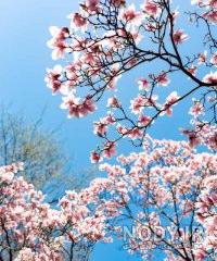 عکسهای شیک بهاره رهنما
