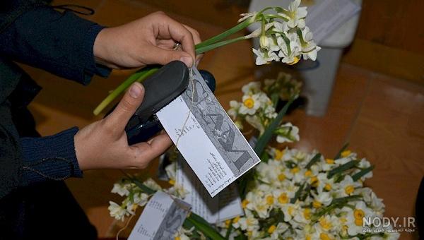 عکس دست دختر با گل نرگس
