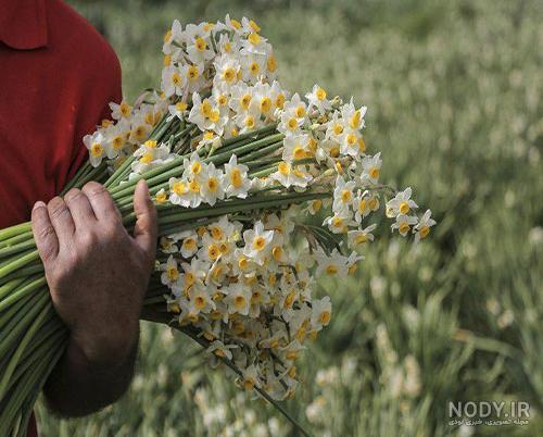 عکس گل نرگس در دست دختر برای پروفایل