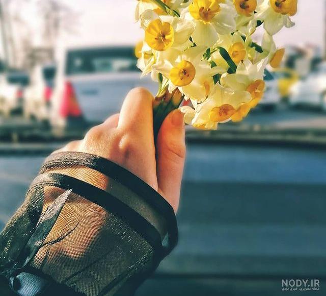 عکس گل نرگس متحرک