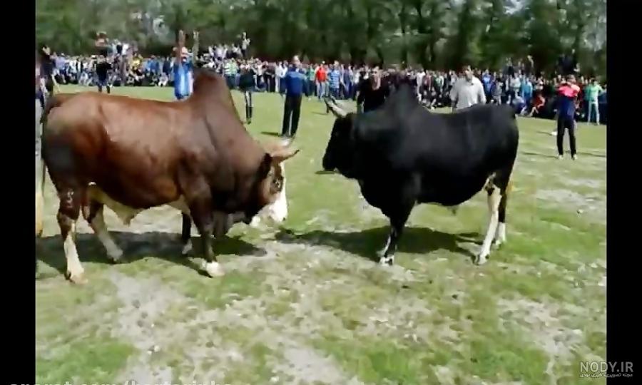 بازی گاو جنگی بازی گاو جنگی