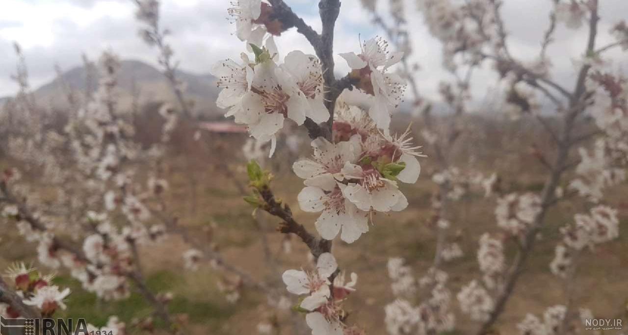 بهترین عکس های بهاری