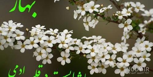 عکس درخت بهاری