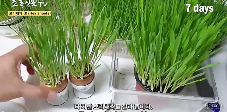 عکس سبزه جو برای عید عکس سبزه جو برای عید