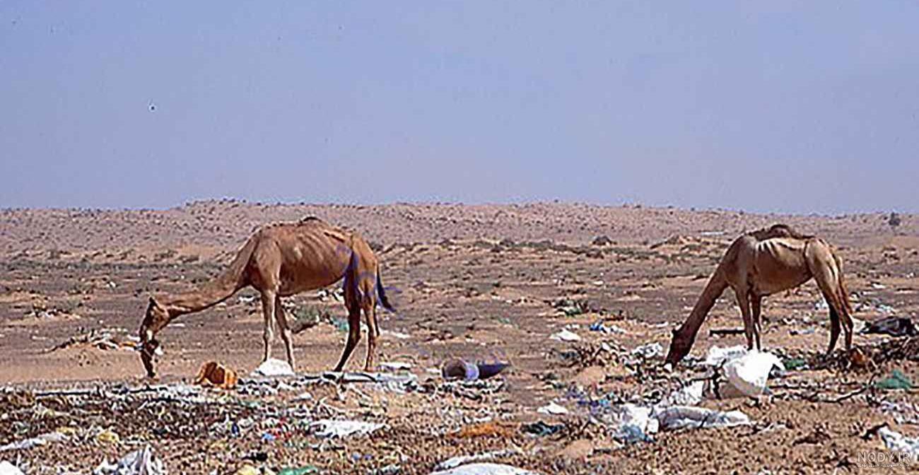عکس شتر در بیابان عکس شتر در بیابان