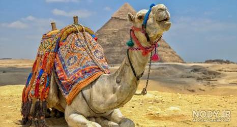 عکس شتر در صحرا عکس شتر در صحرا