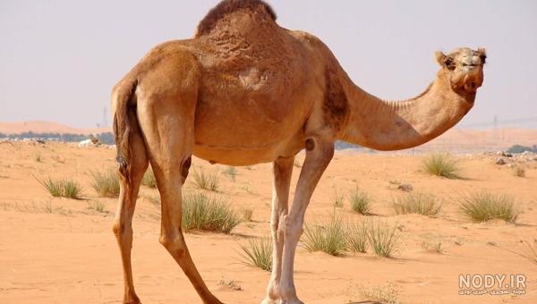 عکس شتر نر عکس شتر نر