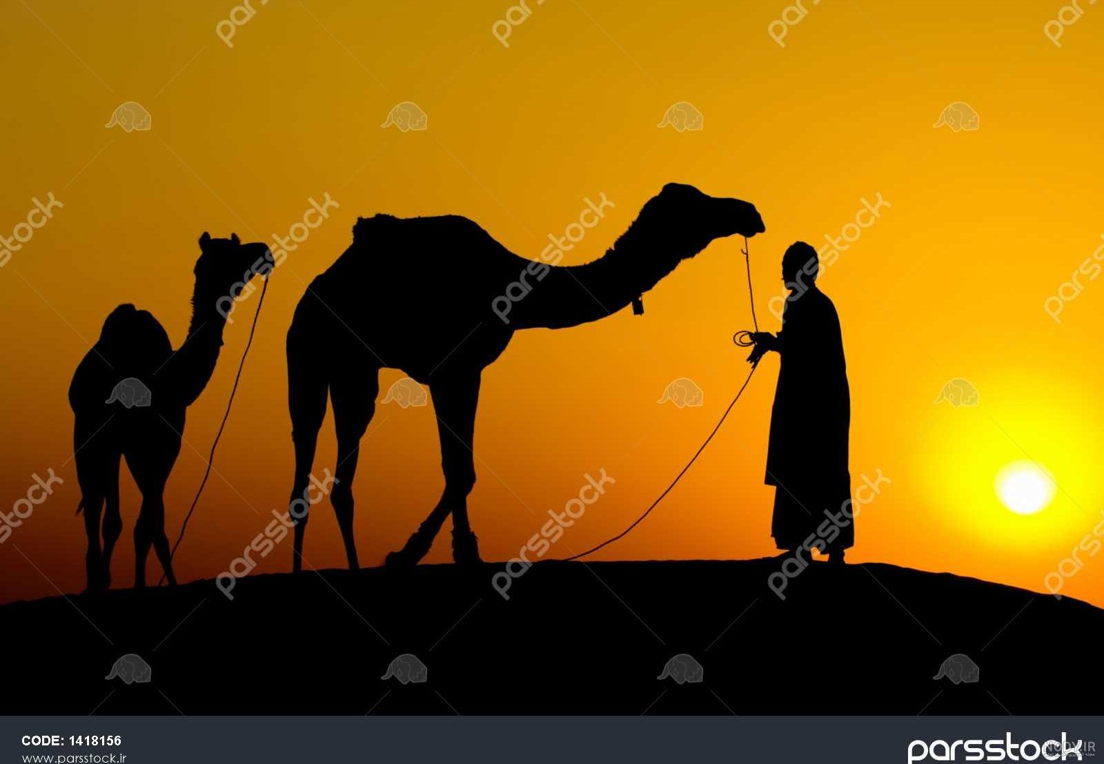 عکس شتر نر عکس شتر نر