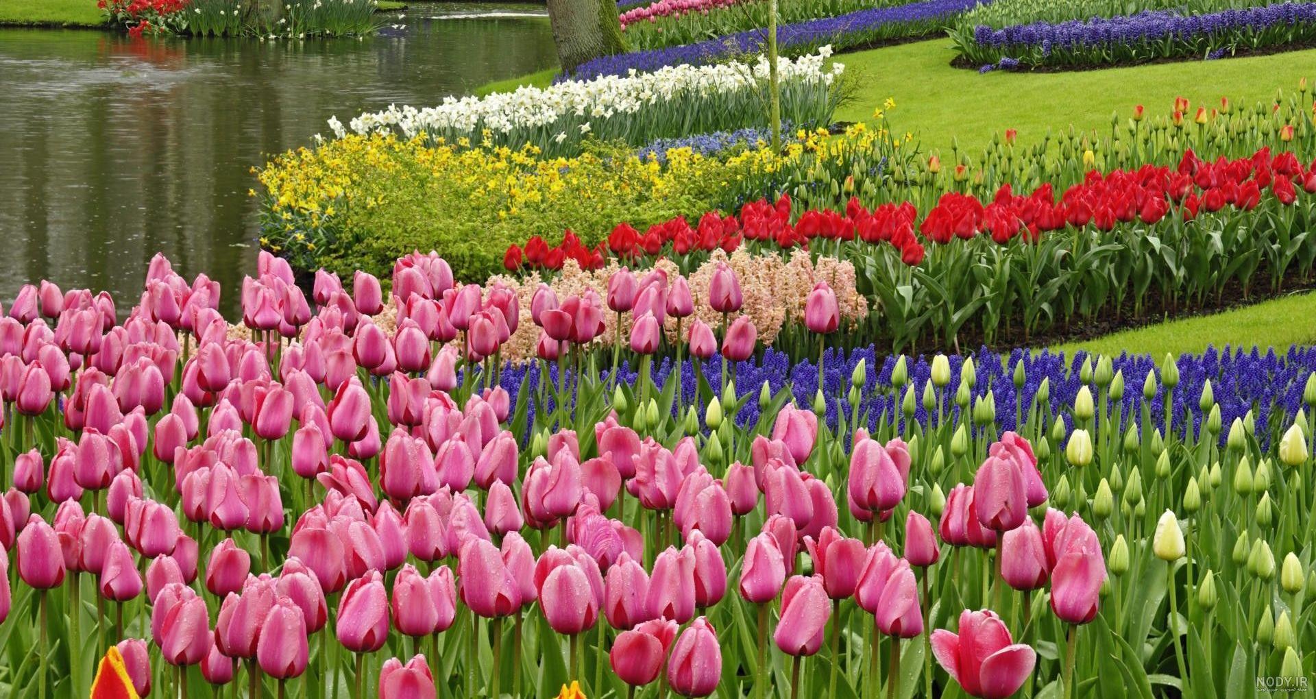 عکس فصل بهار برای پروفایل عکس فصل بهار برای پروفایل