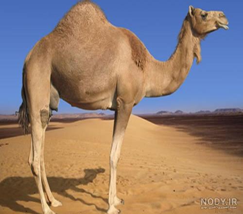 عکس کاروان شتر در صحرا عکس کاروان شتر در صحرا