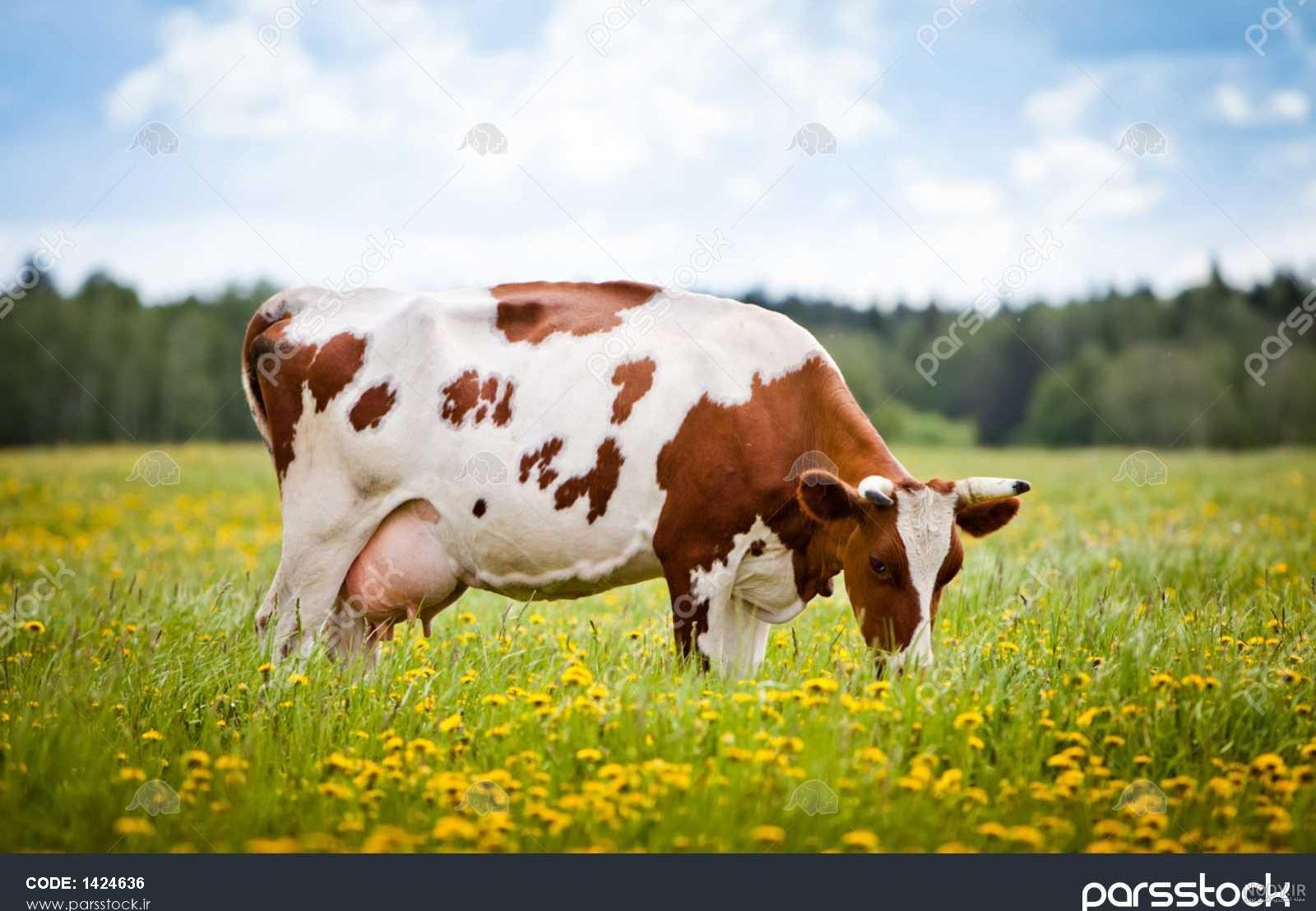 عکس گاو عکس گاو