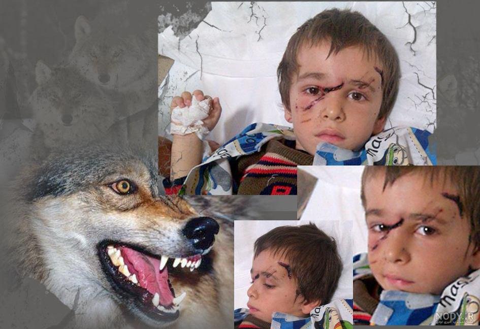 عکس گرگ سفید در برف عکس گرگ سفید در برف
