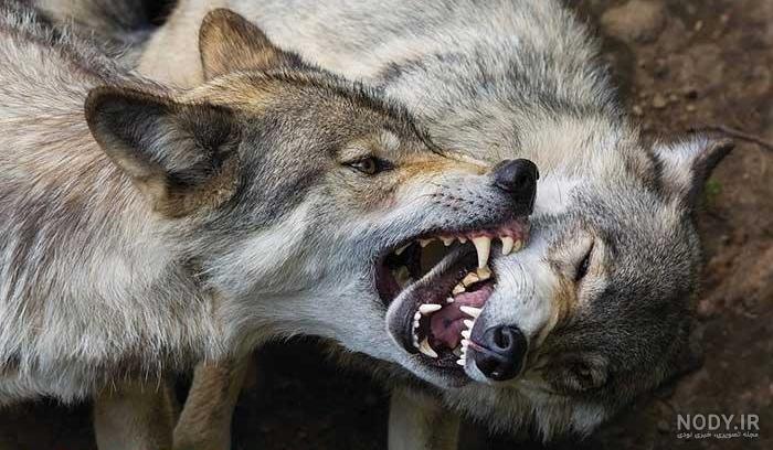عکس گرگ چشم آبی عکس گرگ چشم آبی