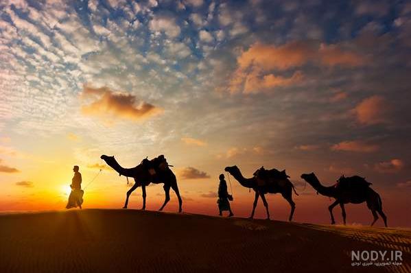 فیلم شتر نر مست فیلم شتر نر مست
