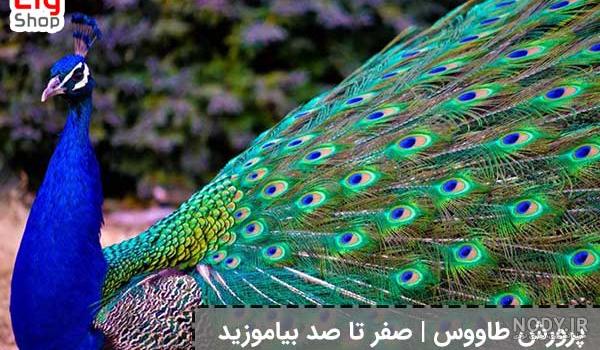 معجزه گر ها معجزه گر ها