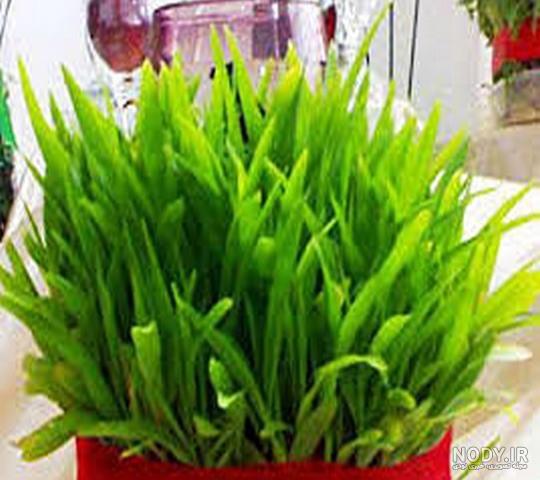 چگونه سبزه گندم بکاریم چگونه سبزه گندم بکاریم