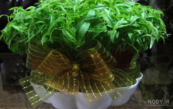 کاشت گندم برای سبزه عید کاشت گندم برای سبزه عید