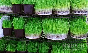 کاشت گندم برای سبزه عید کاشت گندم برای سبزه عید