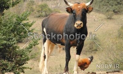 گاو شیری گونه نماینده گاو شیری گونه نماینده