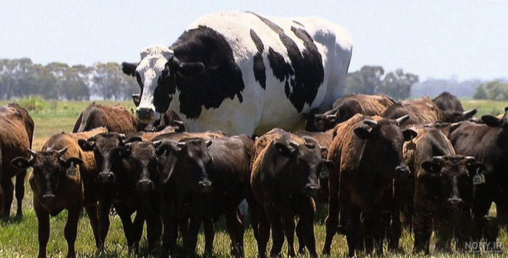 بزرگترین گاو جهان چند کیلو است