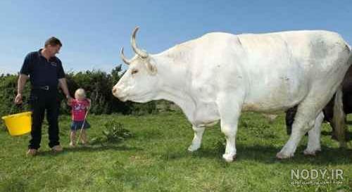 بزرگترین گاو دنیا
