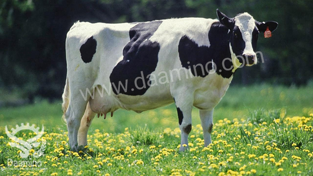 بزرگترین گاو نر در ایران