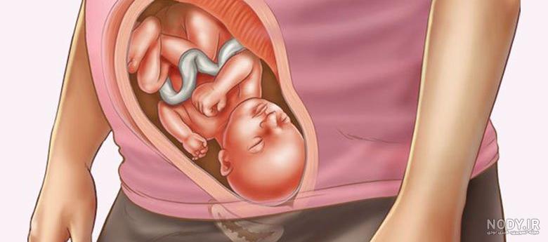 جنین در شکم مادر چه کارهایی انجام میدهد