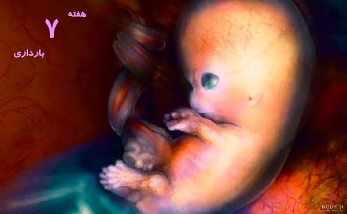عکس بچه ۵ماهه در شکم مادر