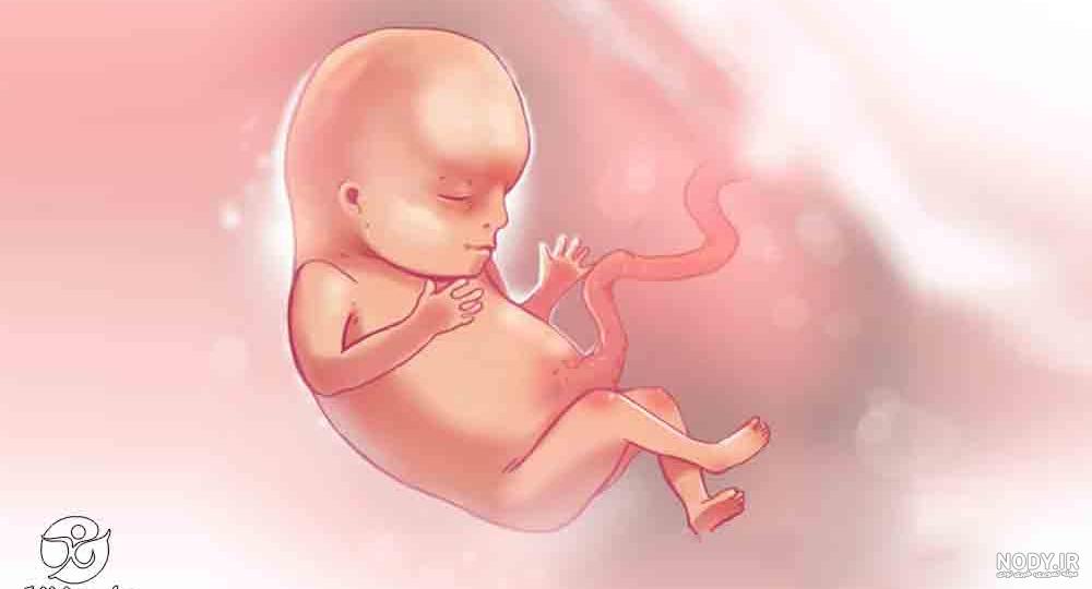 عکس جنین در شکم مادر