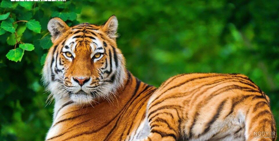 عکس حیوانات زیبای جهان عکس حیوانات زیبای جهان