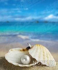 عکس ستاره دریایی و صدف در ساحل