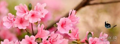 عکس شعر عید نوروز عکس شعر عید نوروز