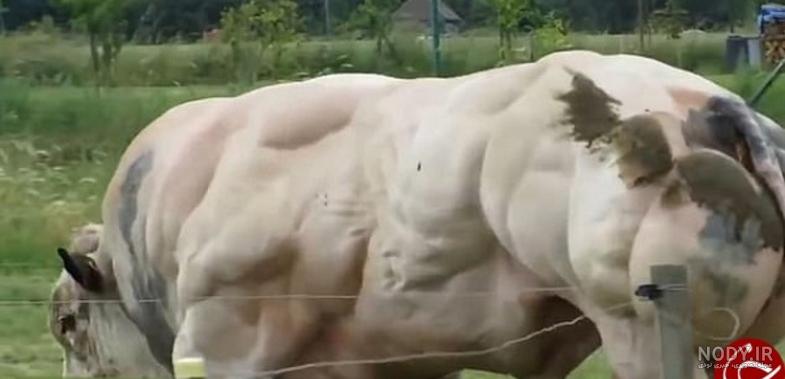 غول بزرگترین گاو دنیا