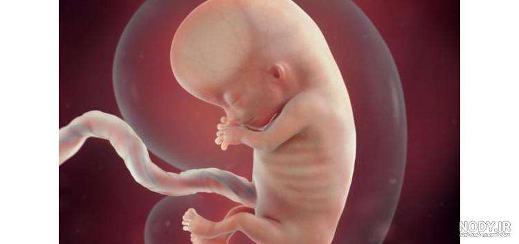فیلم حرکت جنین در شکم مادر