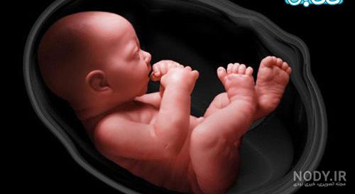 فیلم مراحل رشد جنین در شکم مادر