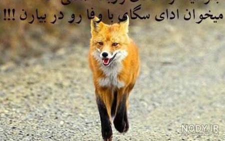 نشانه های تازه به دوران رسیده ها نشانه های تازه به دوران رسیده ها