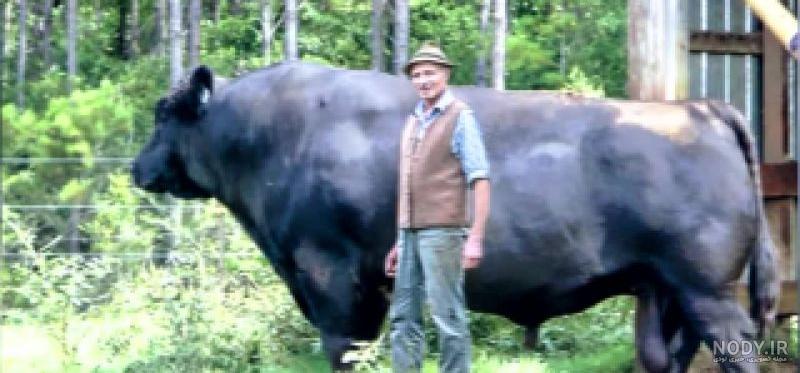وحشی ترین گاو جهان