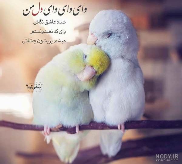 عاشقانه های حیوانات عاشقانه های حیوانات