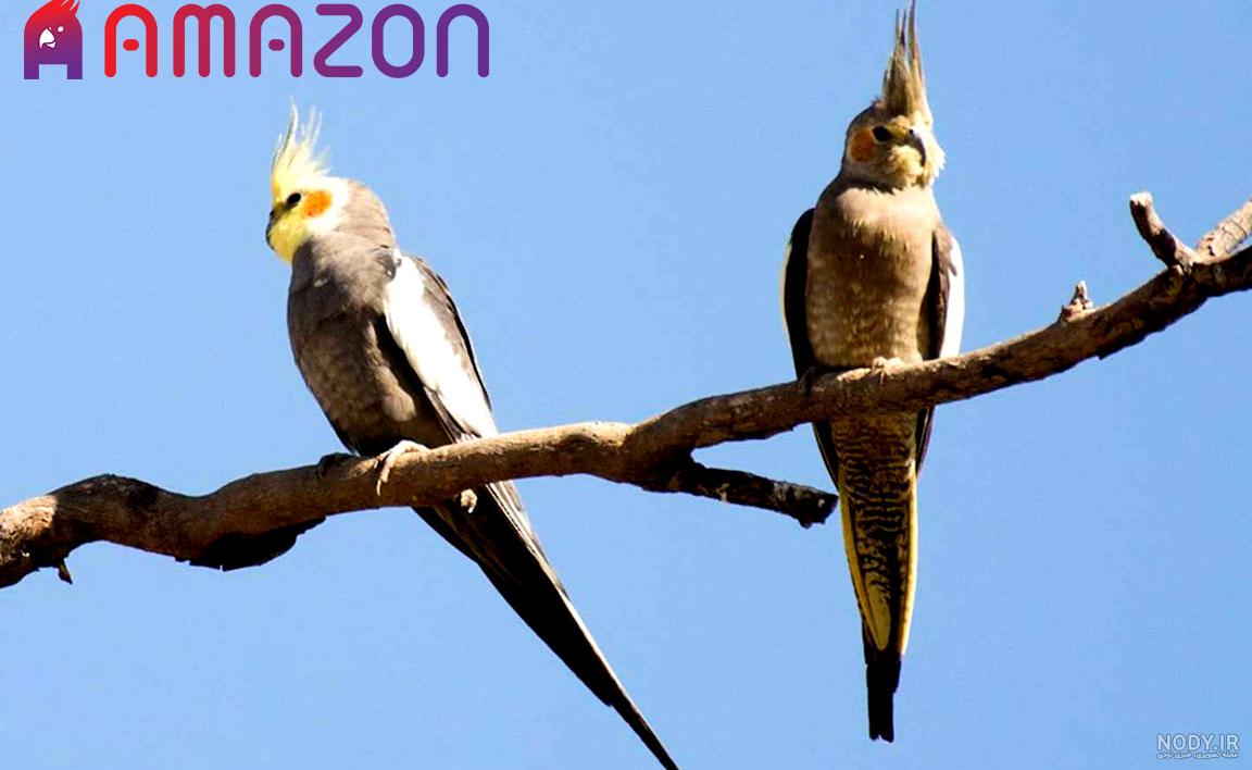 عروس هلندی نر بهتر است یا ماده عروس هلندی نر بهتر است یا ماده