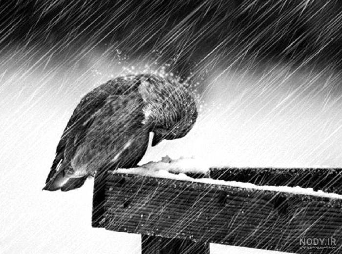 عکس عاشقانه کبوتر عکس عاشقانه کبوتر