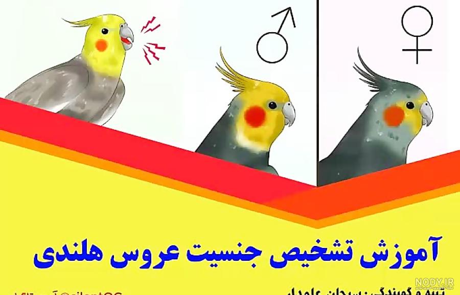 عکس عروس هلندی نر ابلق عکس عروس هلندی نر ابلق