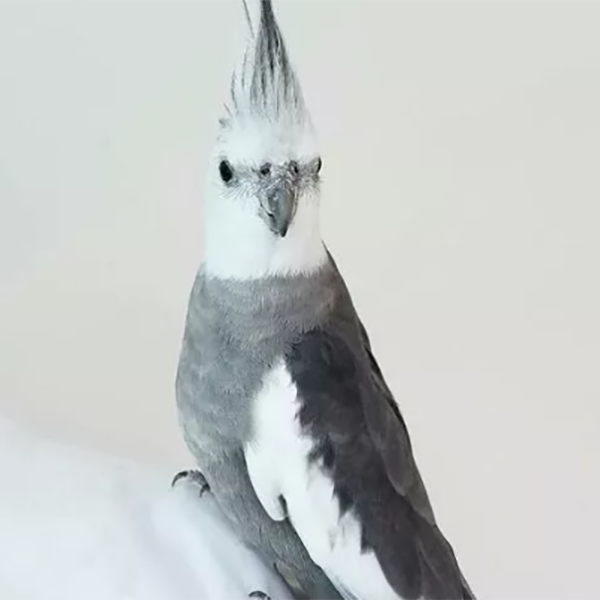 عکس عروس هلندی نر سخنگو عکس عروس هلندی نر سخنگو