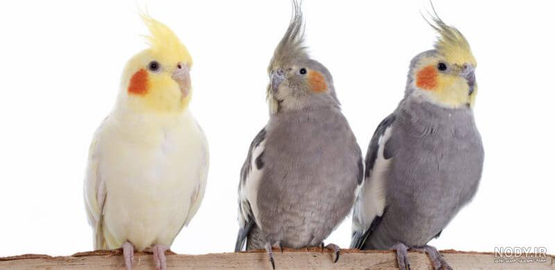 عکس عروس هلندی نر سفید عکس عروس هلندی نر سفید