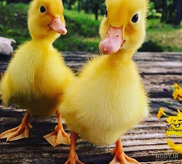 عکس های جوجه زشت عکس های جوجه زشت