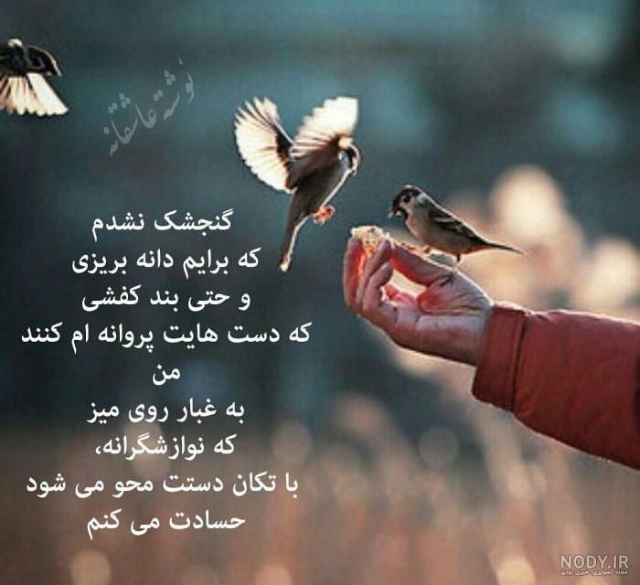 پروفایل پرنده غمگین پروفایل پرنده غمگین