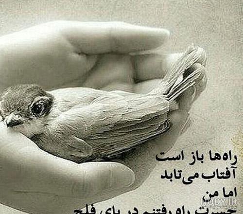 پروفایل کبوتر غمگین پروفایل کبوتر غمگین