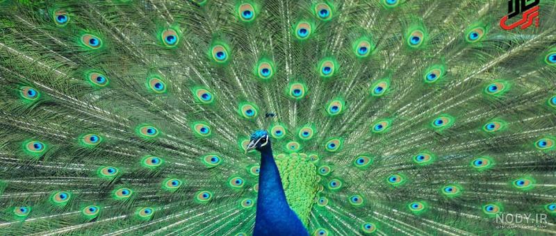 دانلود عکس طاووس با کیفیت hd