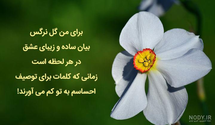 شعر حافظ درباره گل نرگس