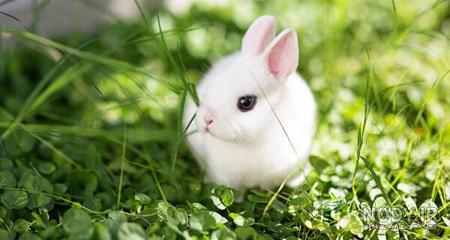 عکس خرگوش بامزه