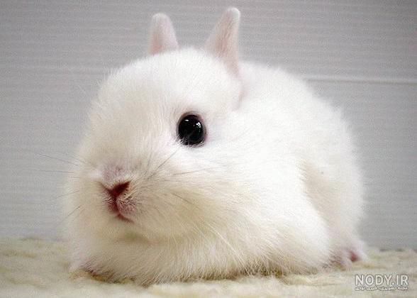 عکس خرگوش مینیاتوری سفید